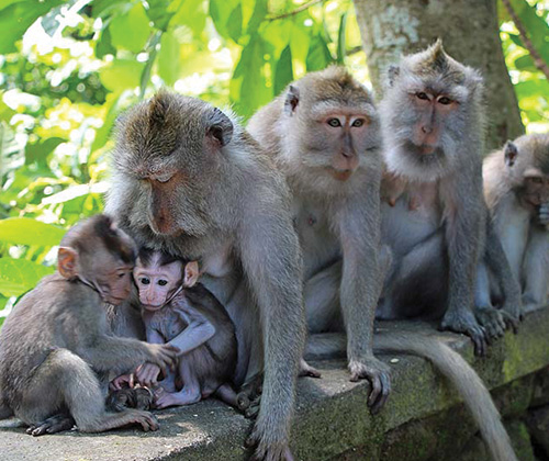 Monkey Forest