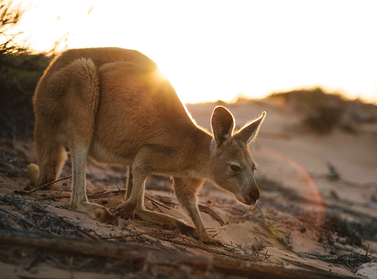 Sal Salis Resident kangaroos find shade in the day and come out to play at dusk, and they’re not shy. 