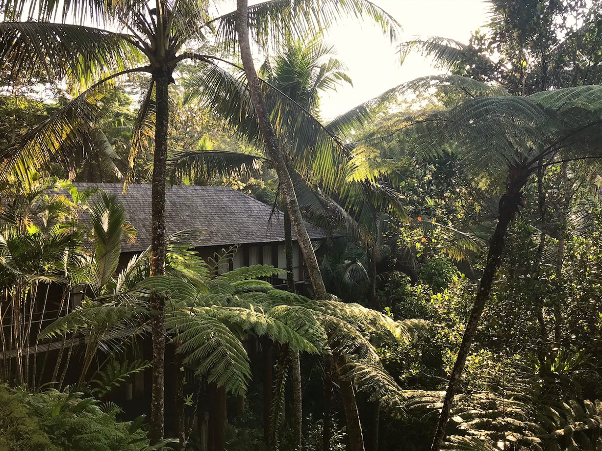 COMO Shambhala Estate Our room was practically suspended over the jungle. How divine?