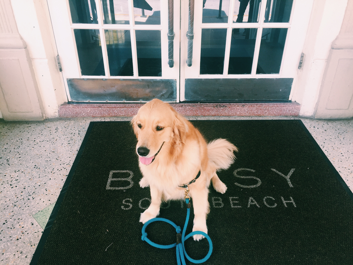 The Betsy Hotel The Betsy’s fabulously furry mascot, Betsy.