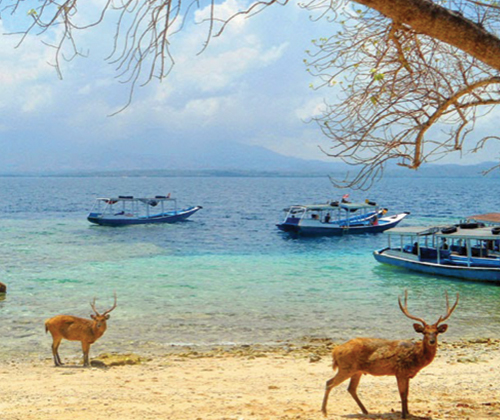 Yes, the deer are hanging on the beach in Menjangan. I saw them with my own eyes. And you thought Bahamas pigs were weird. 