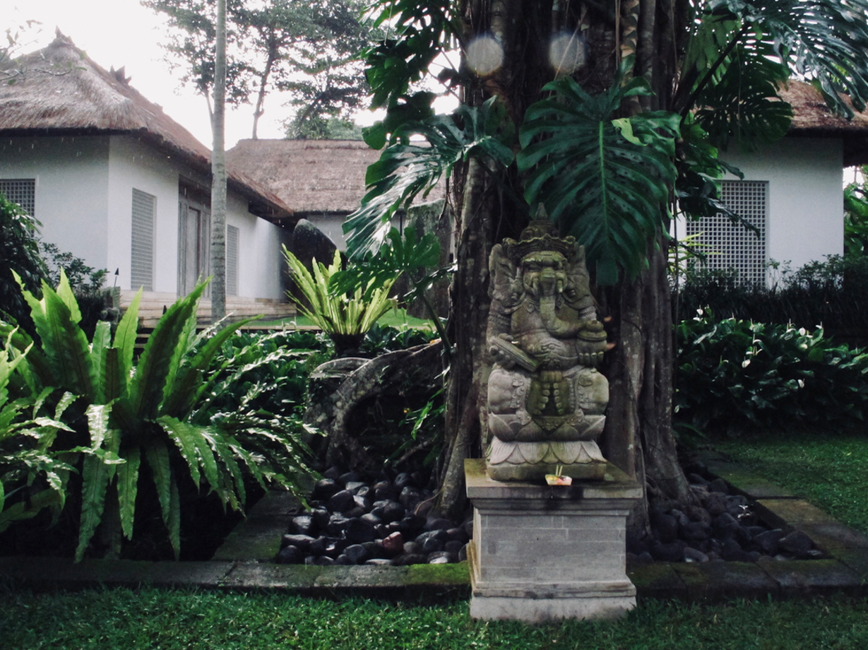 Como Uma Ubud The garden has some old trees and beautiful statue of Ganesh. It’s so lush and overgrown at times. 