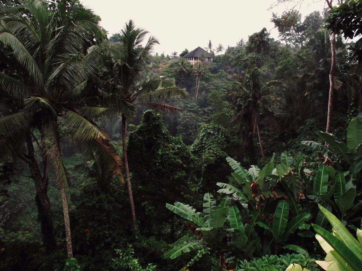 Como Uma Ubud This was the view from my room. I am speechless, aren’t you?
