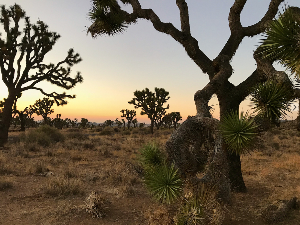 Pioneertown Motel Just a 30 min drive away is the main attraction, the Joshua Tree National Park.  