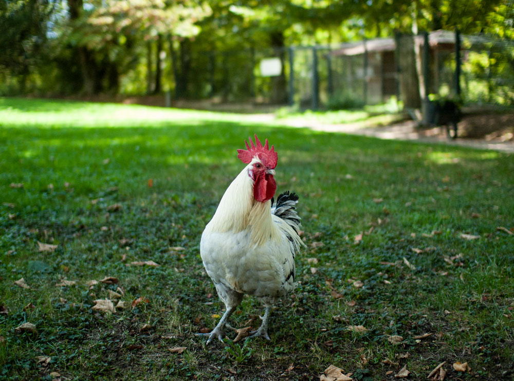 Hôtel Château de Germigney Our chicken friend. The chickens (used for eggs) roam the property during the day.