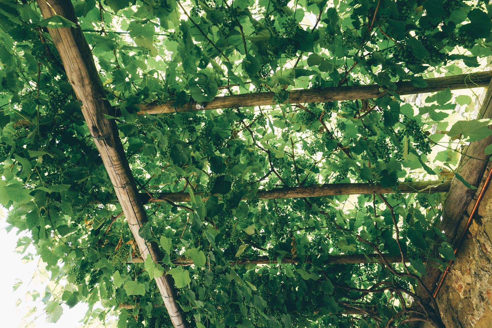 Monteverdi The grapvines throwin shade.