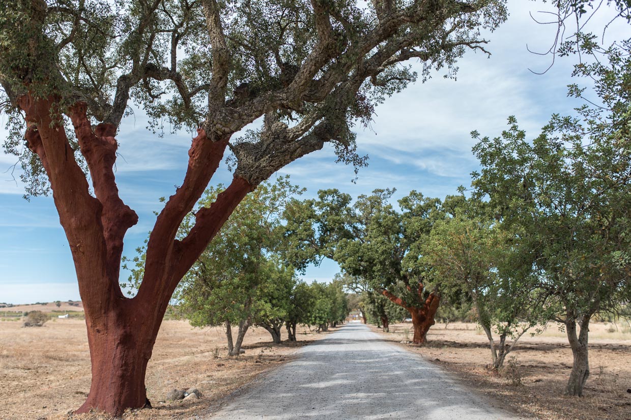 São Lourenço do Barrocal Cork grove which leads to the estate.