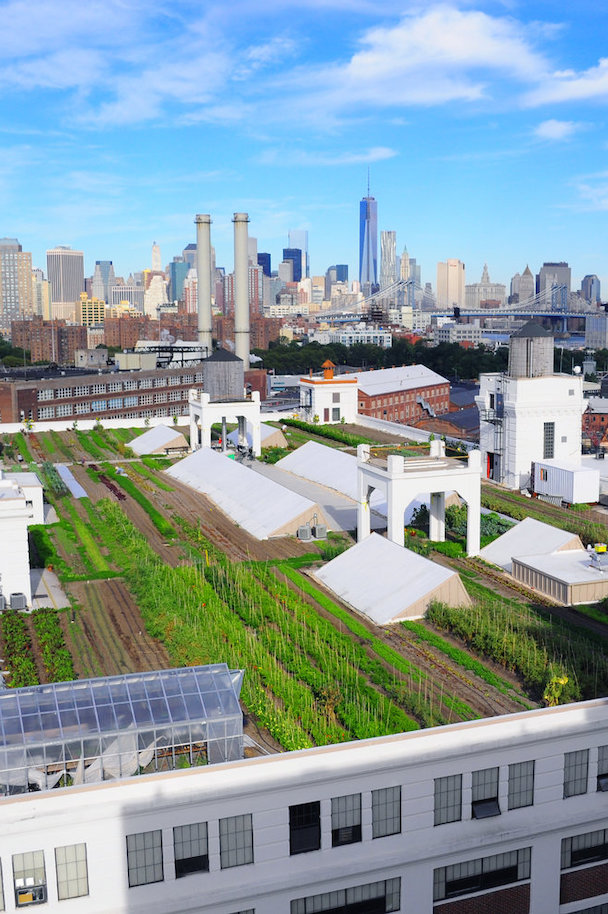 The Farm Report Showcases the Future of Urban Farming in New York
