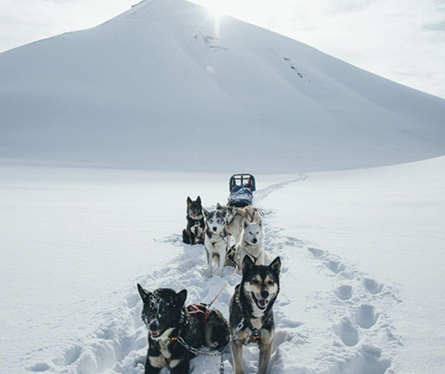 Whether it’s Polar Night or Midnight Sun, Dog sledding is always a wonderful adventure especially for dog lovers!