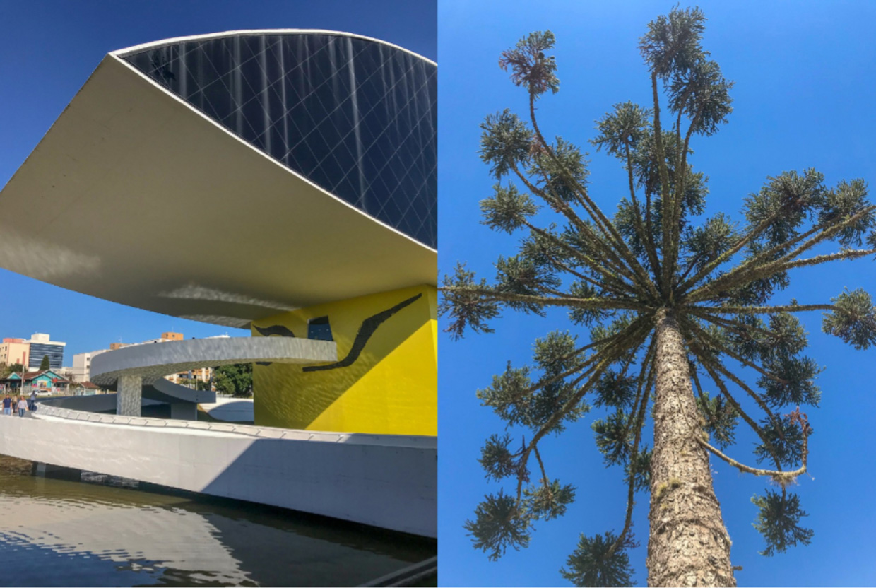 Nomaa Hotel Oscar Niemeyer Museum and an Araucária, a tree that only grows in
certain areas of South Brazil and is a symbol of the city.