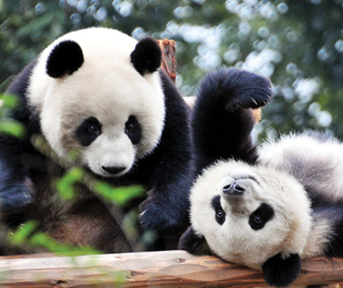 Giant Panda Breeding Research Base