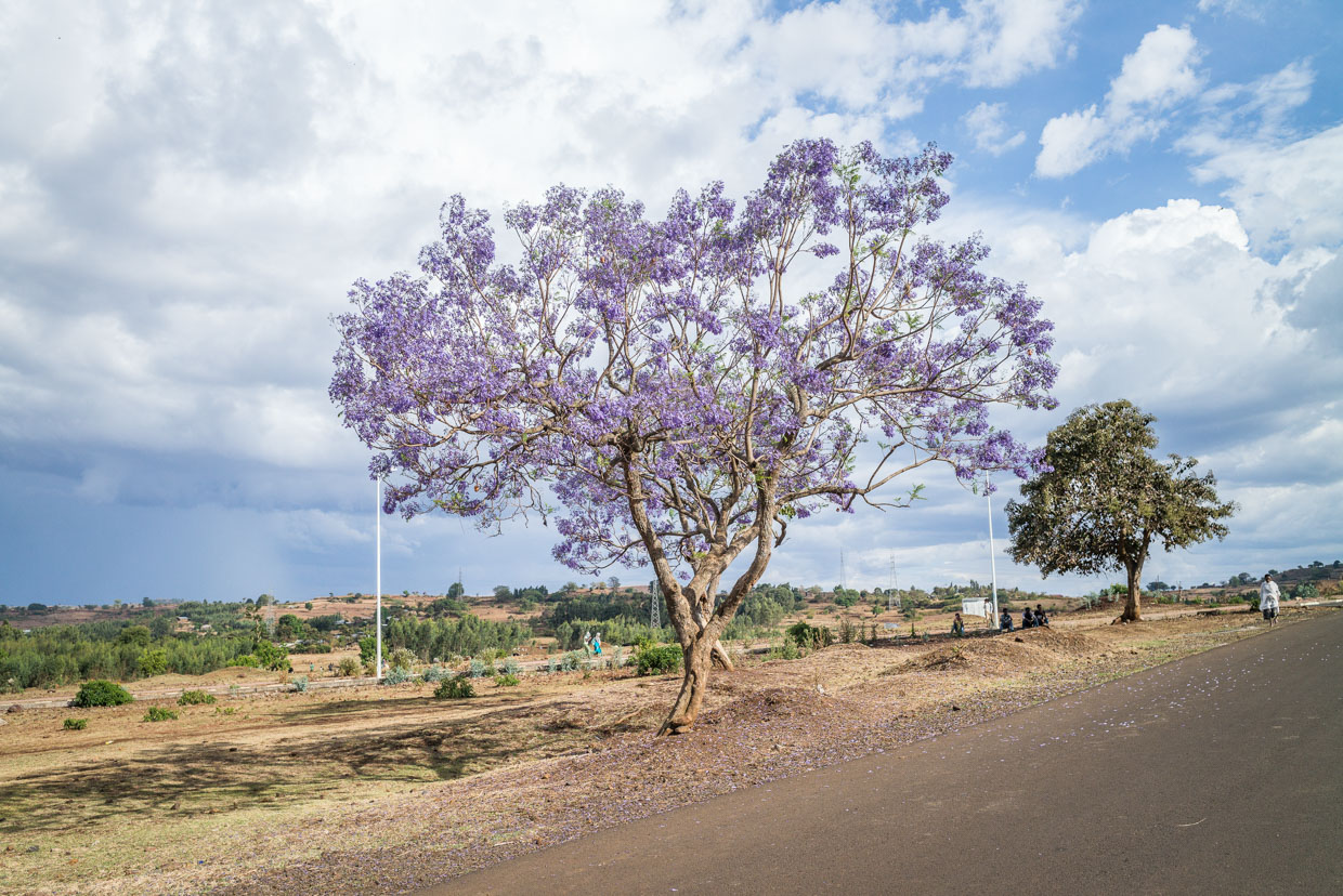 Kuriftu Resort Bahir Dar The way up to Bezawit Hill