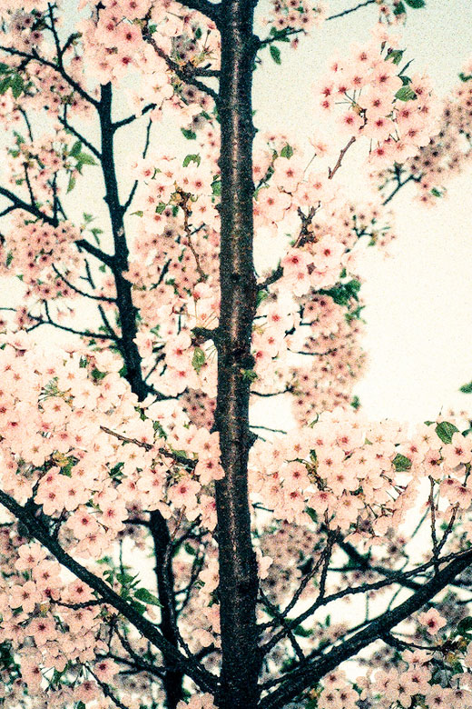 With ‘Greetings From Sweden,’ Ruvan Wijesooriya Finds a Place of Serenity in Our Trying Times