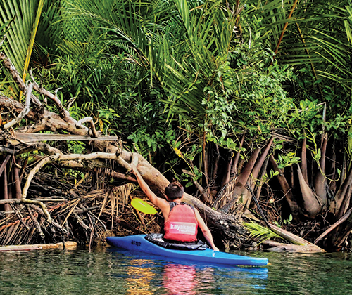 Explore the mangroves by canoe