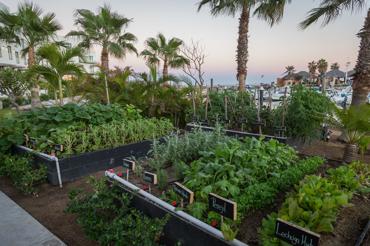 El Ganzo The hotel’s own garden personifies the farm-to-table movement as the new luxury.  
