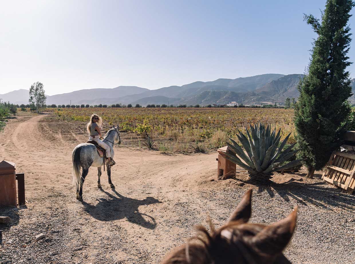 Hotel Boutique Valle De Guadalupe Highlight of my trip - galloping through the vineyards on horseback with dogs following.