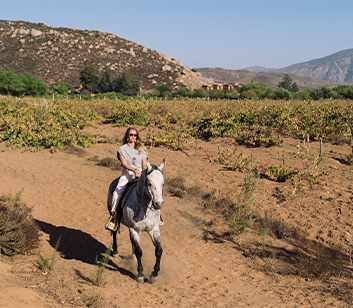 Horseback ride through vineyard