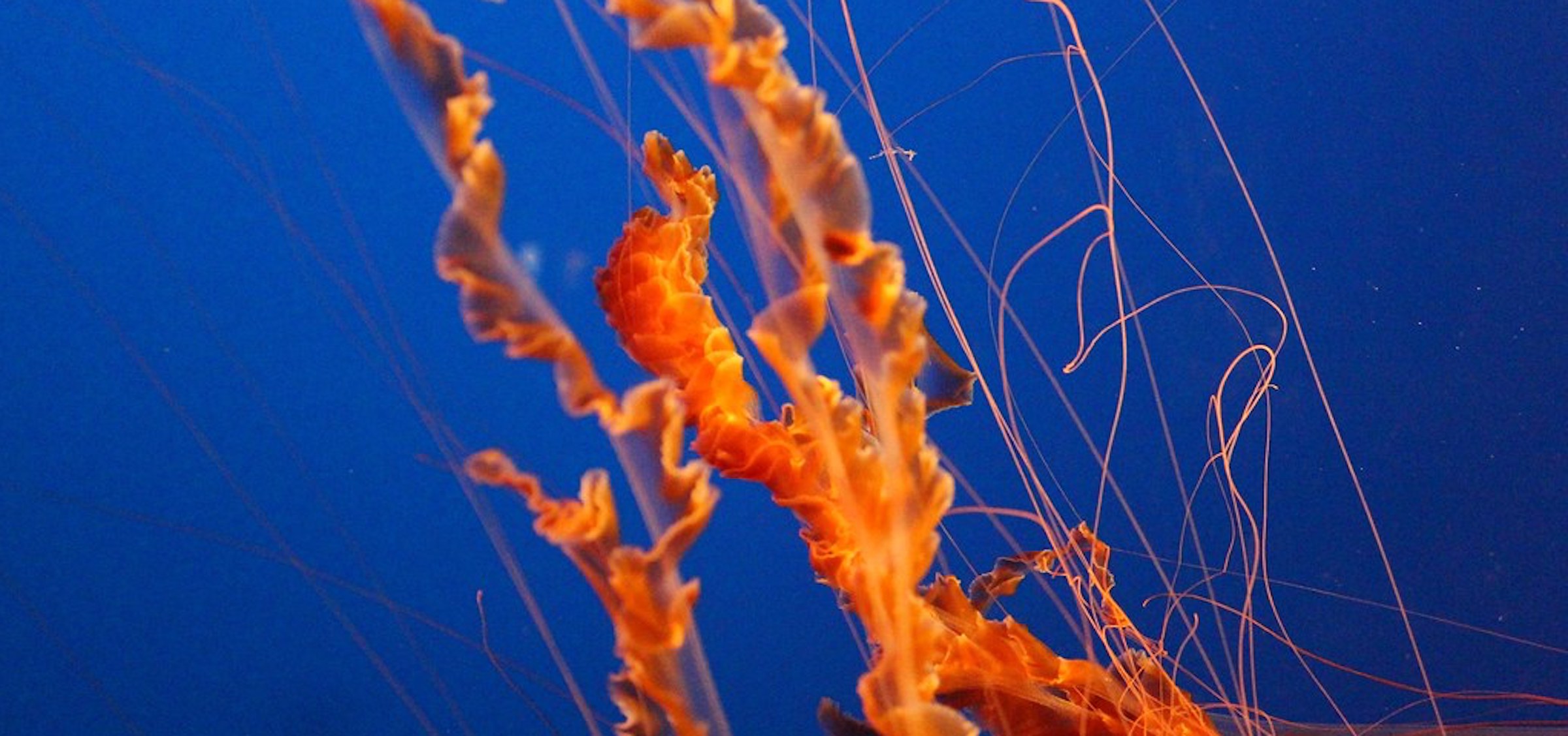 How to Save the Oceans from Home