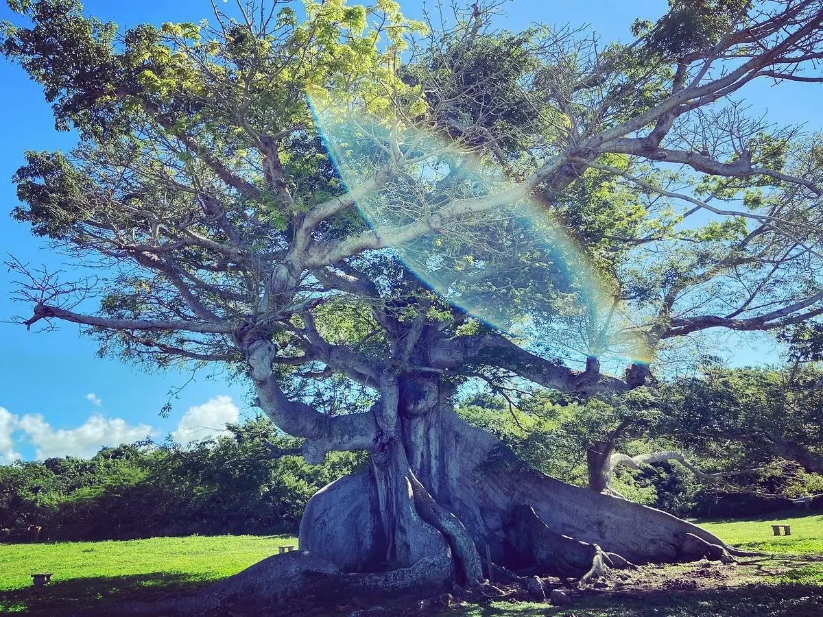 Jungle Tree Casa Escape This gigantic Ceiba tree is over 300 years old and is an important spiritual monument for the islands local community