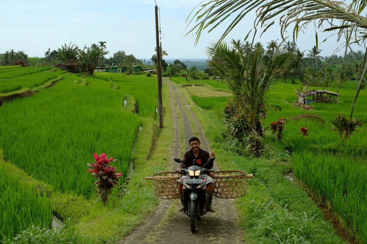 Batukaru Coffee Estate The surrounding region is the Unesco Herritage sight of Jatiluwih rice terraces. There are countless trails to take for a walk, a hike or a trek. 