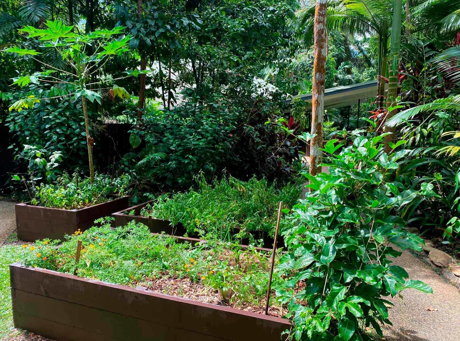 Daintree Ecolodge The on-site herb and veggie patch which provides their chefs with a constant supply of fresh produce for guest meals, and all organic waste from the kitchen is composted or fed to local livestock.