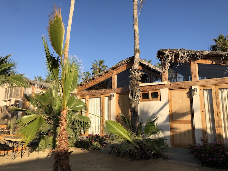 Hotel Palmar My room and the palm trees of Pescadero (a native plant)!