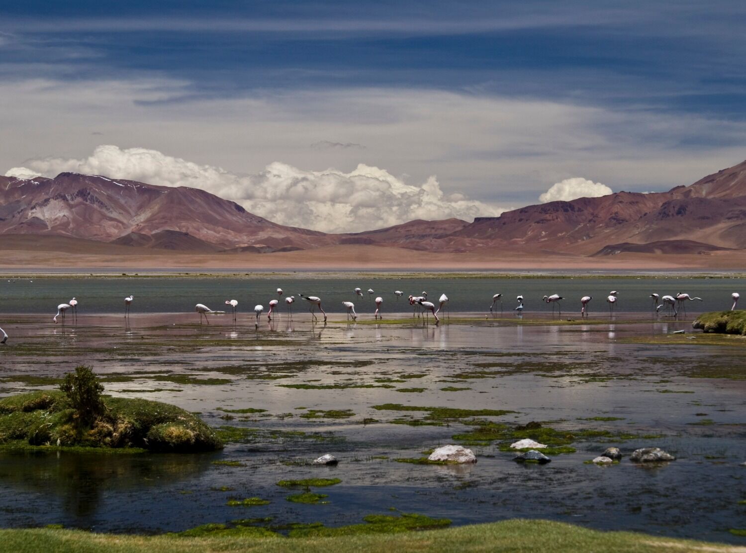 Los flamencos National Reserve in Chile