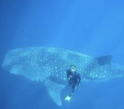 Swim with whale sharks