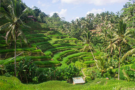 Jatiluwih rice terraces 