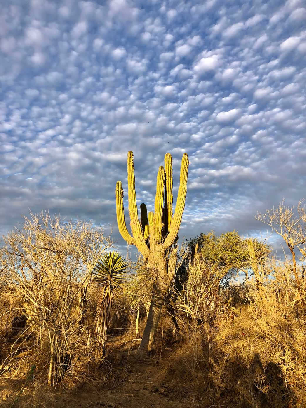 A centenary saguaro cactus.