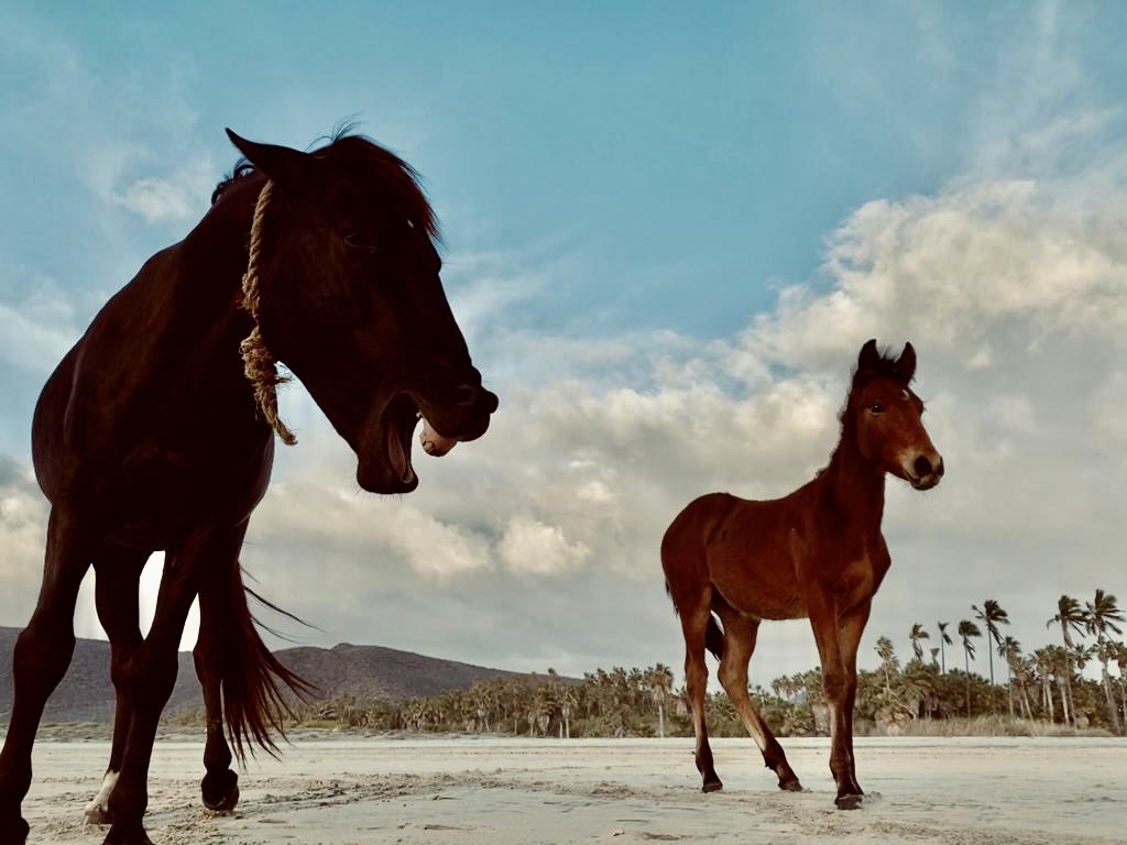 Wild(ish) horses at Las Palmas beach. Photo by Misha Jenkins
