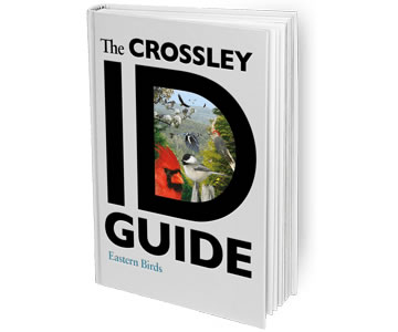 The Crossley ID Guide: Eastern Birds