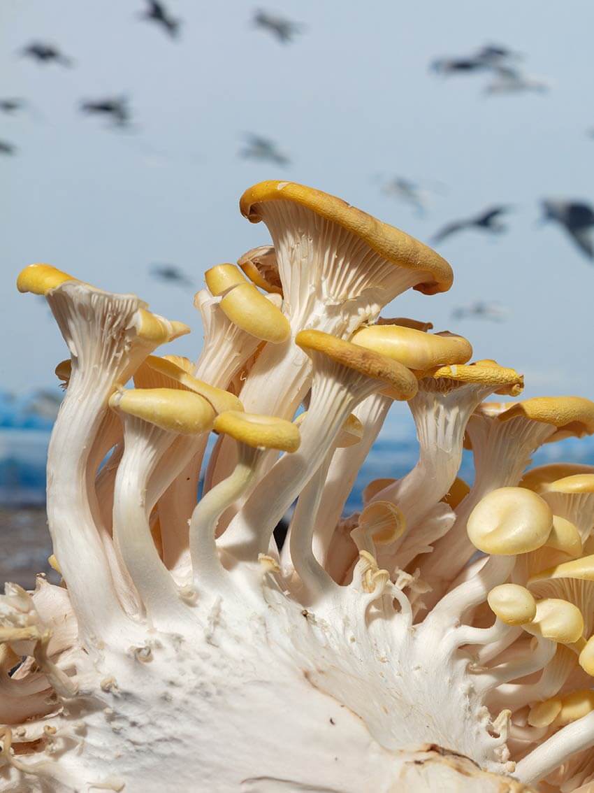 Golden Oyster Gulls by David Brandon Geeting