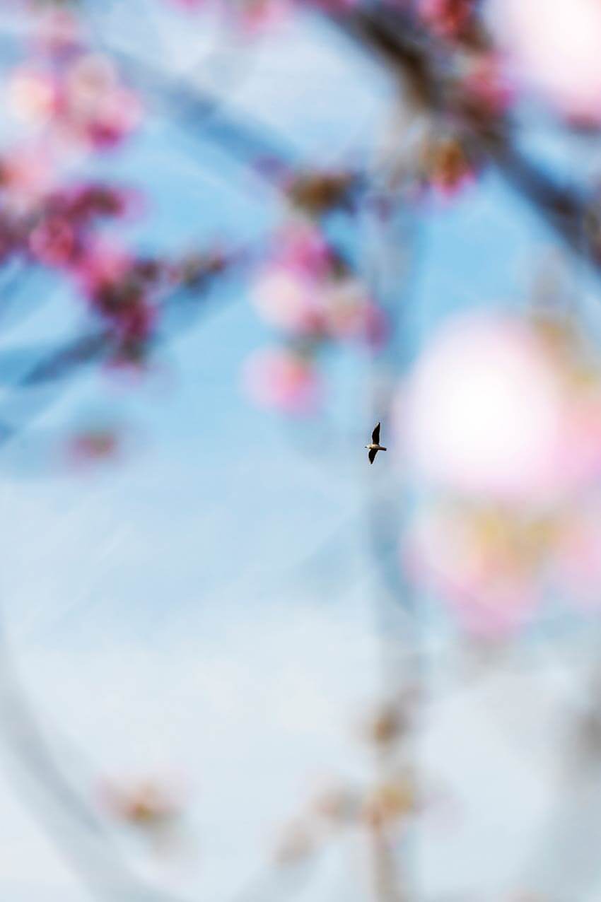 Untitled (from the series Freebirds) by Yoshinori Mizutani