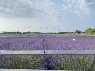 Calm your nerves walking through Lavender by the Bay