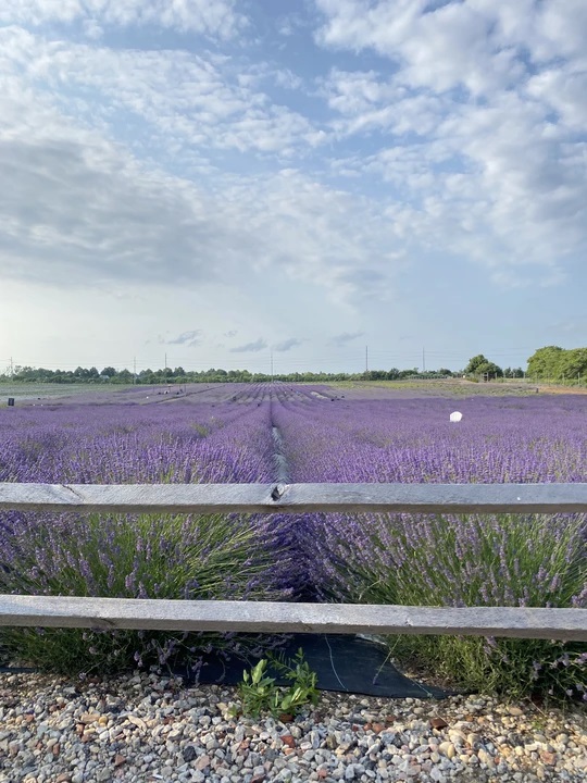 Calm your nerves walking through Lavender by the Bay