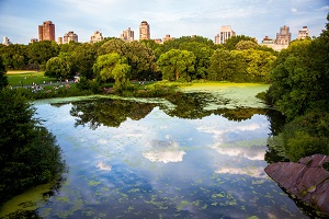 Visit Central Park 