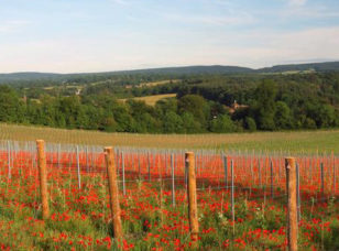Albury Organic Vineyard