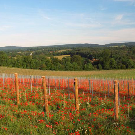 Albury Organic Vineyard