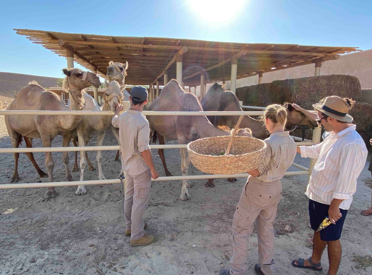 Six Senses Shaharut Camel Farm and herbal gathering for the tea workshop 