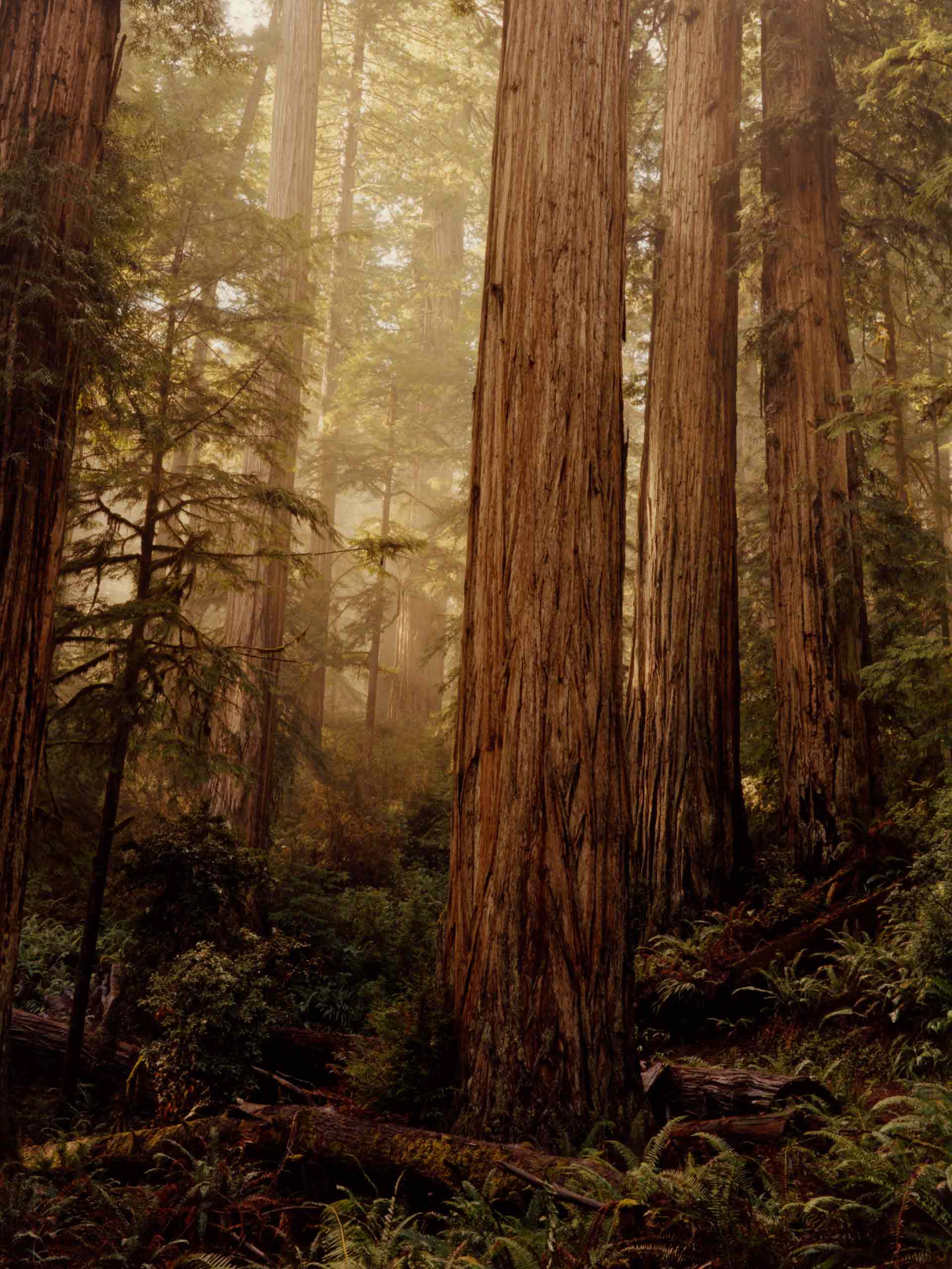 'Family Trees' photographed by Colin Dodgson