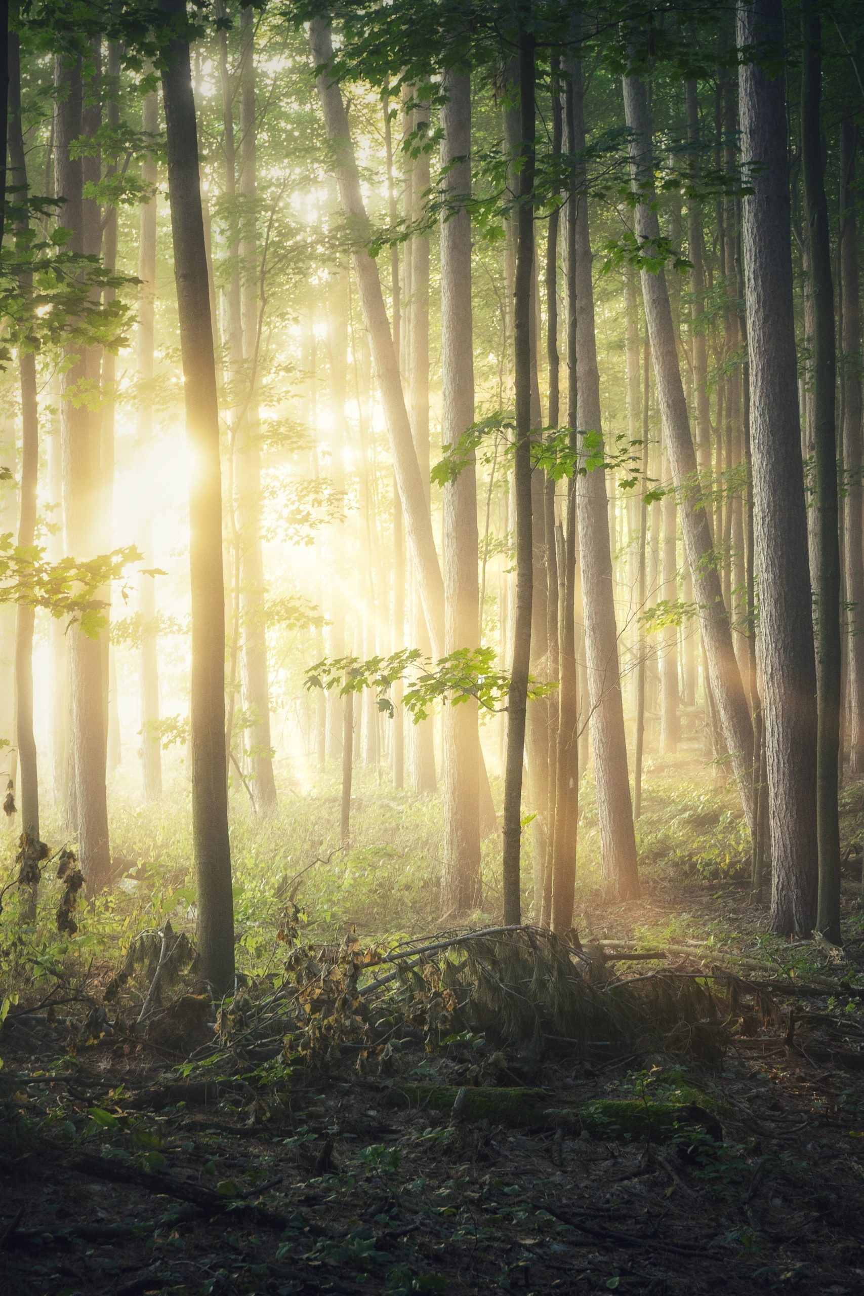 Illuminated forest in Alymer, ON, CA. Photo by Michael Krahn