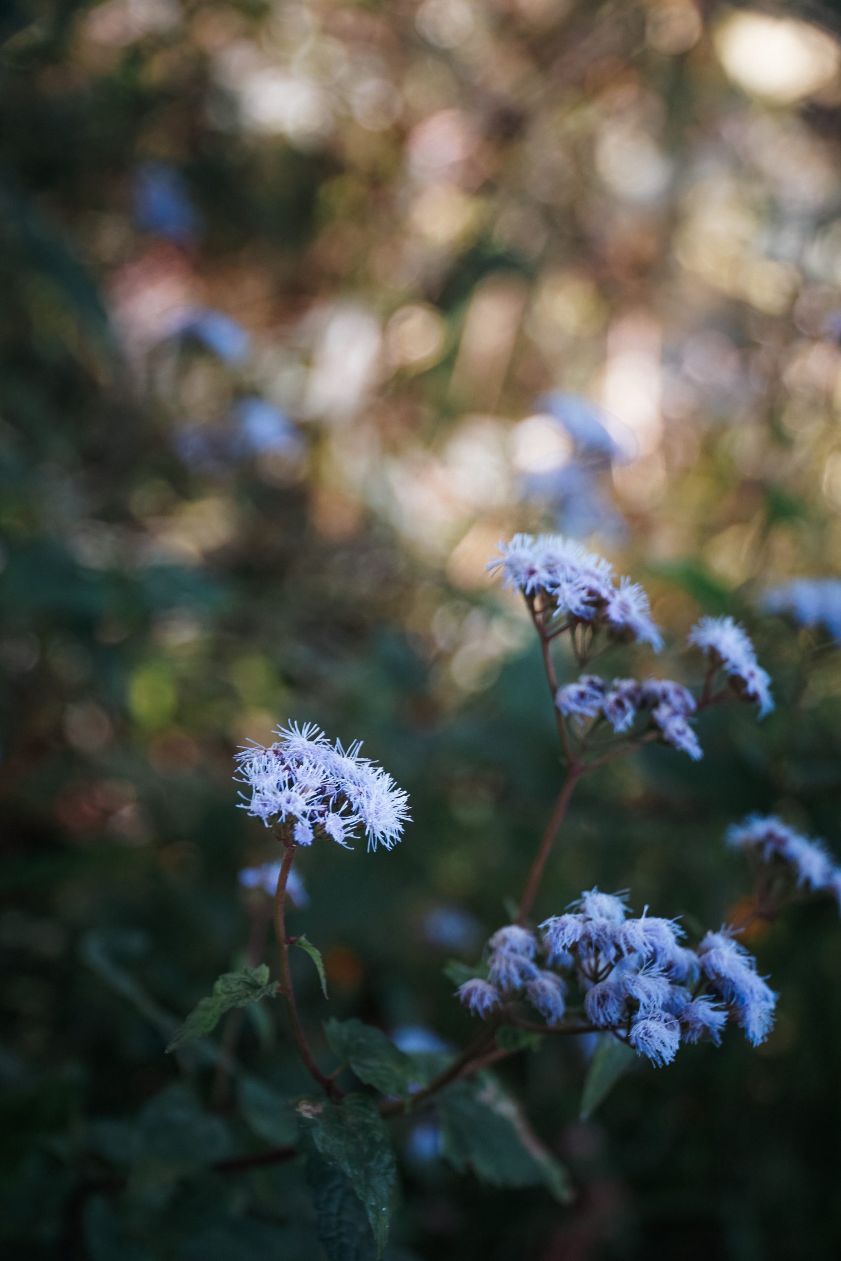 Foraging on Radium Springs Road, Albany, GA. Photo by Timothy L. Brock
