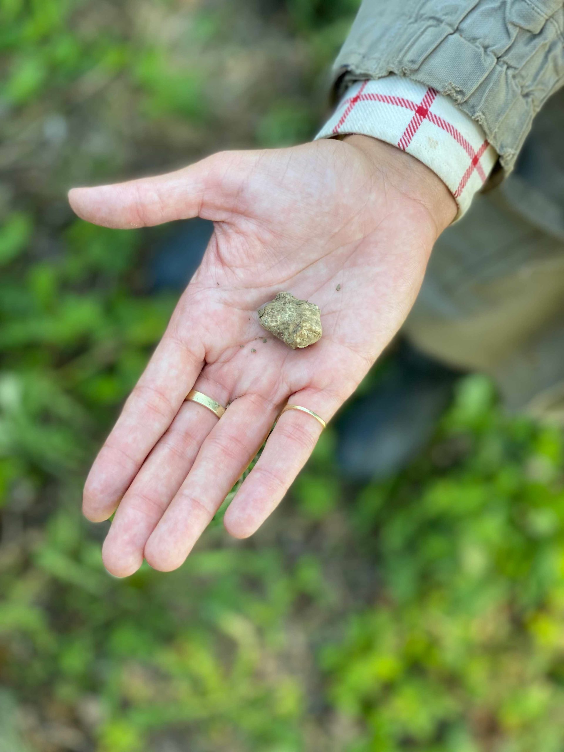 One of the minuscule truffle nuggets we found