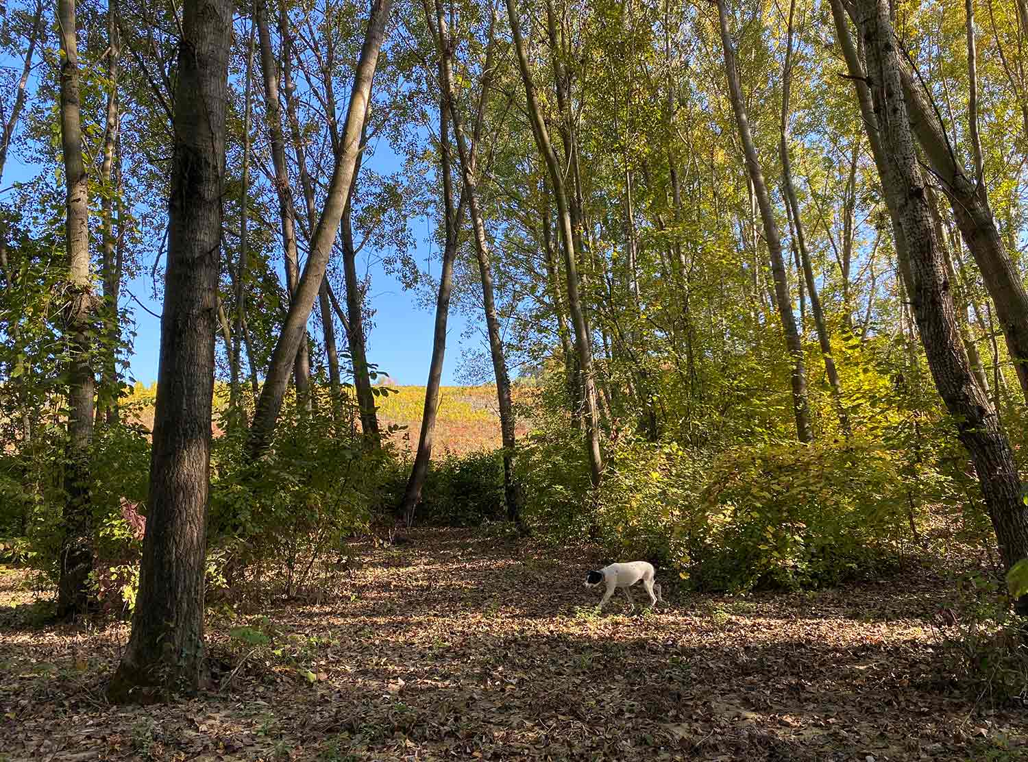 Bill relentlessly searching for more truffles