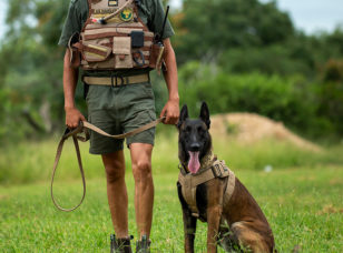 The Counter Poaching Dog Unit at Royal Malewane, also known as Tango K9