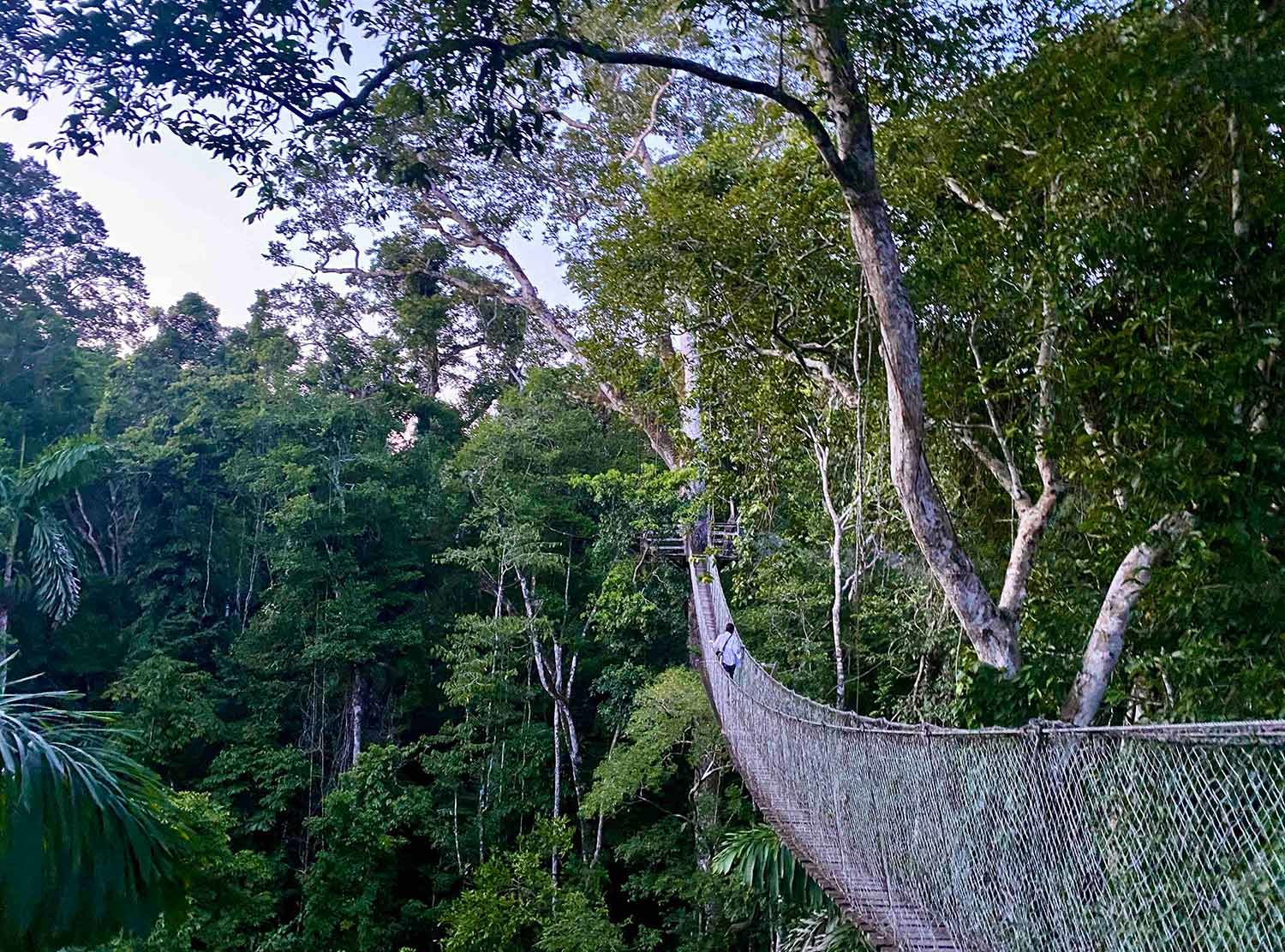Inkaterra Reserva Amazonica Walk through 45 meter high treetops along suspension bridges that link eight observation platforms