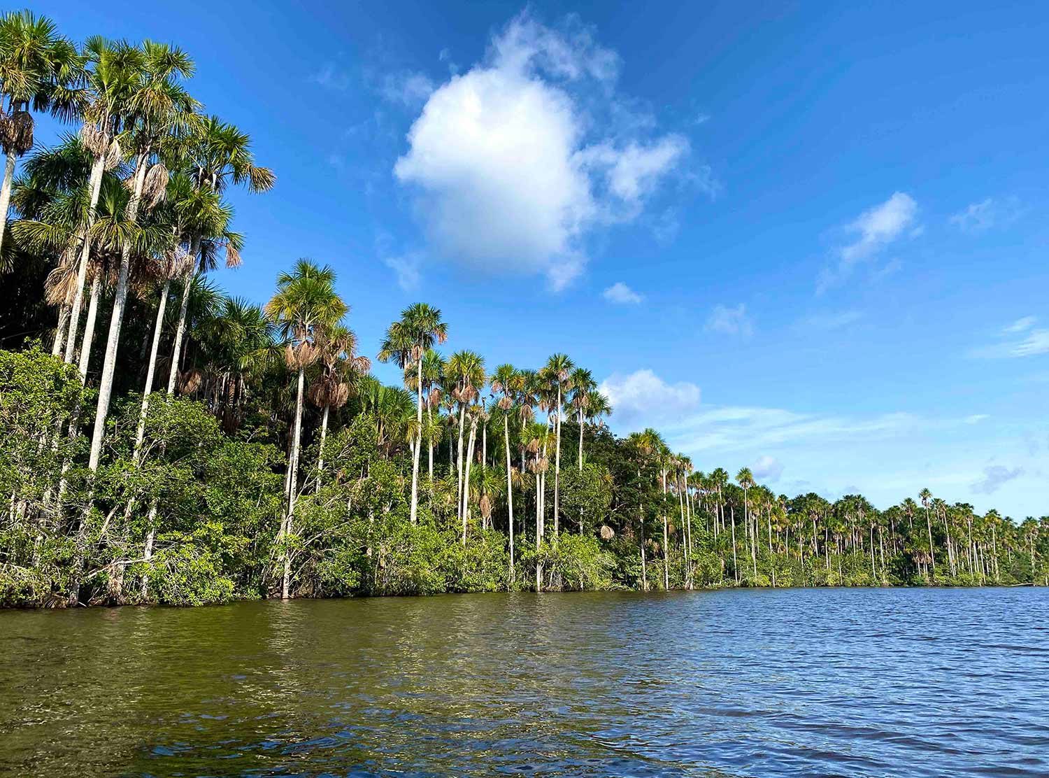 Inkaterra Reserva Amazonica Lake surrounded by palm trees, caimans and other fauna