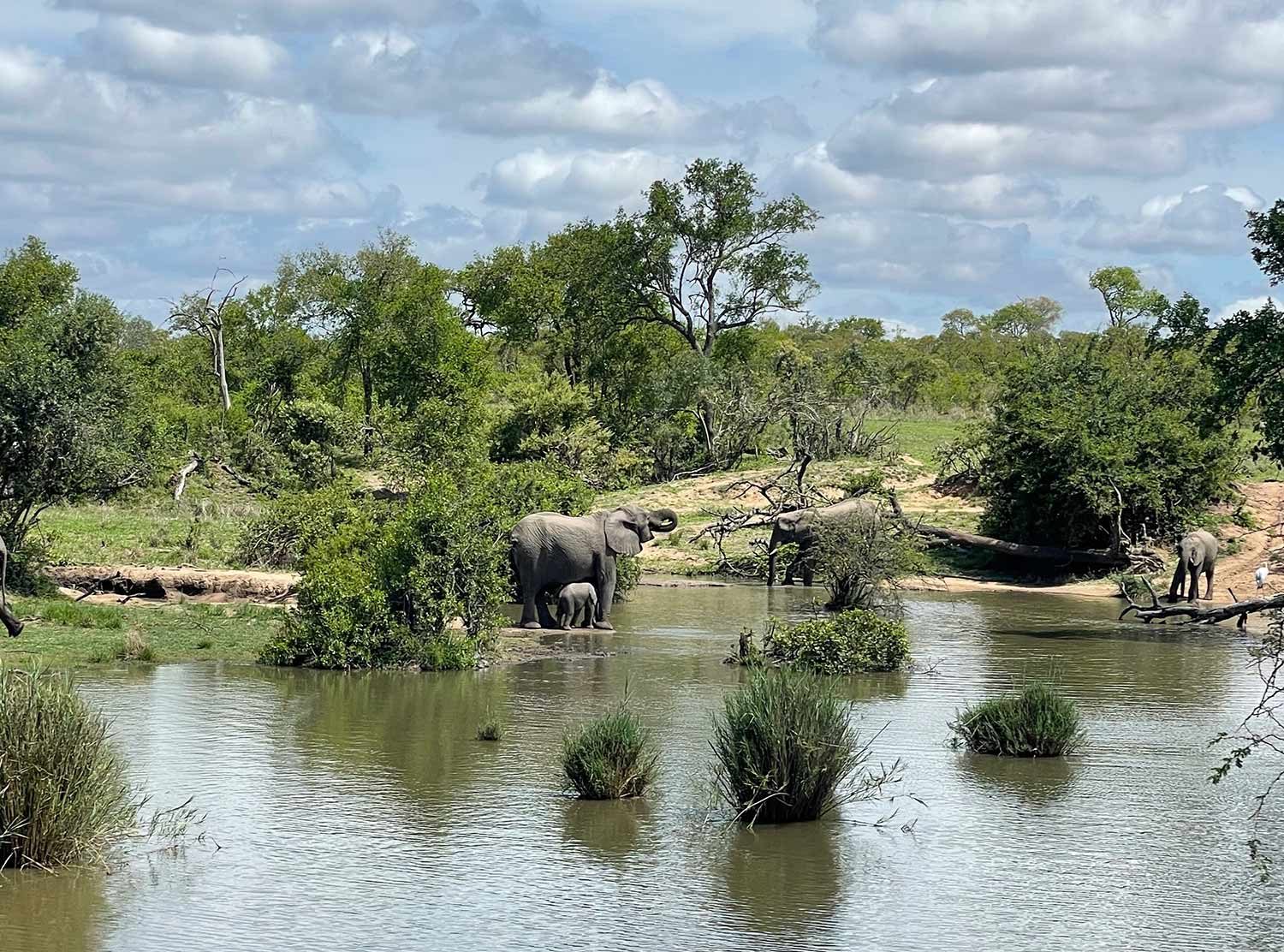 Royal Malewane Like this (tiny!!) baby elephant and his mom cooling off