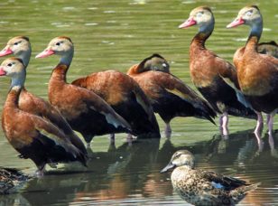 Wildlife